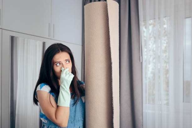 Best Mold Odor Removal Services  in Somerset, KY